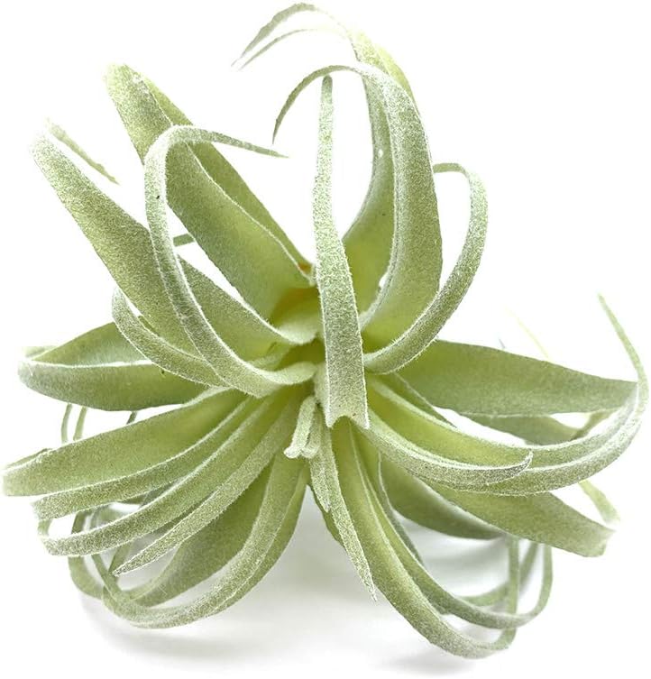 Artificial Succulents Plants Real Touch Lifelike Succulants Plants / Flocking Air Plant / Set of 2