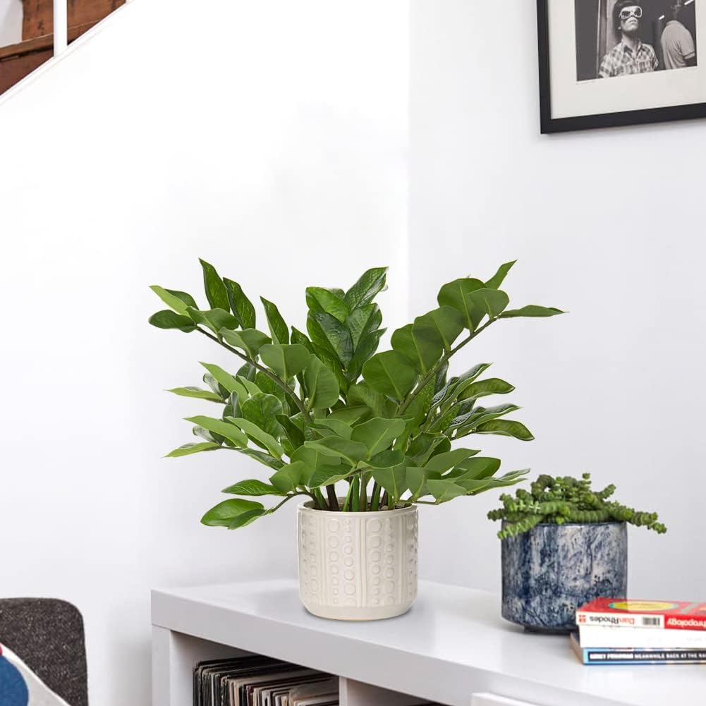 Faux Plants Indoor 17" Artificial ZZ Plants in Ceramic Pot Fake / Faux Plants with Ceramic Pot