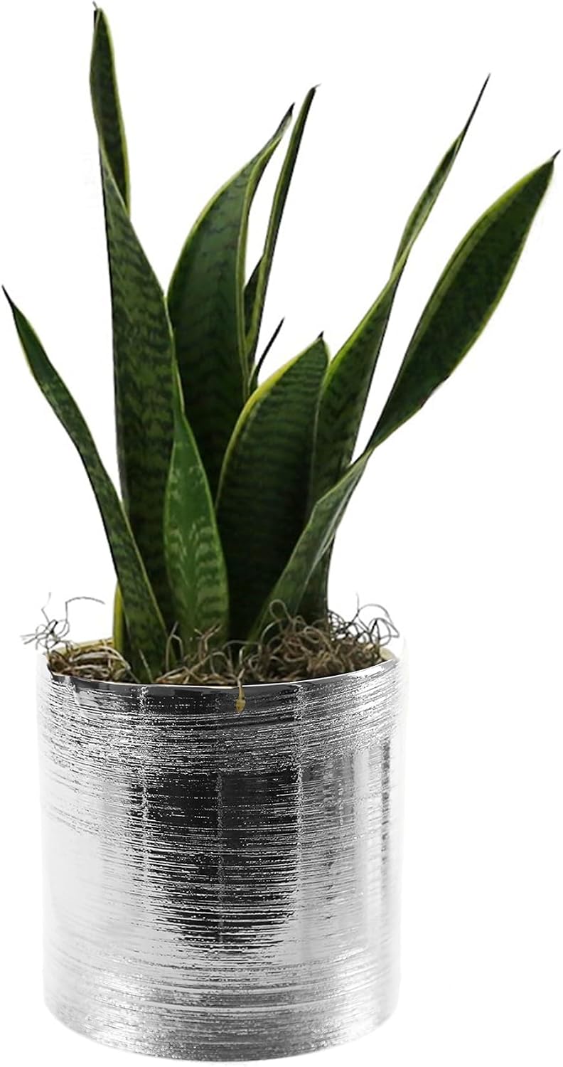 Etched Ceramic Cylinder Vase Width 6.5" Height 6 / 6.5 x 6 / H / Silver_etched / Silver