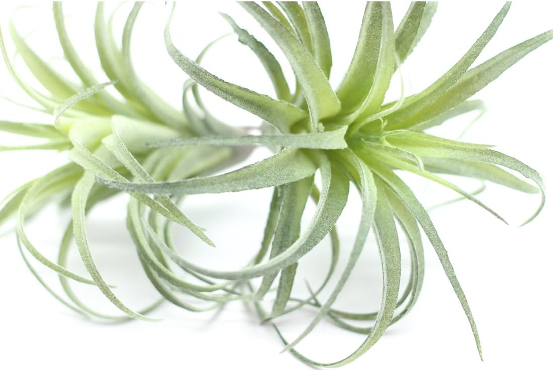 Artificial Flocking Tillandsia Air Plants Faux Succulents Bromeliads / Small / Set of 2