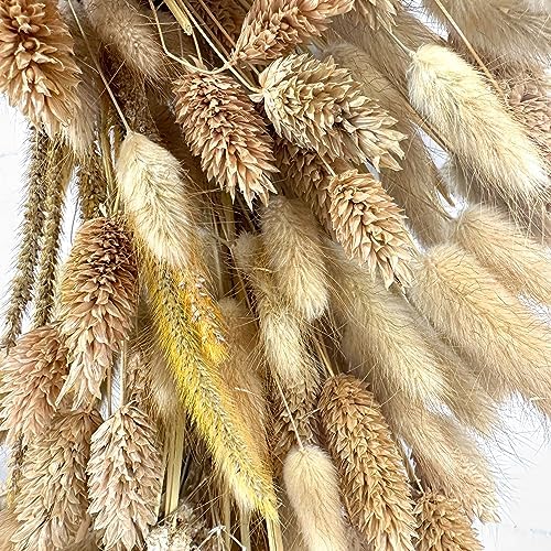 Galt International 21" Preserved Golden Natural Dried Lush Wheat Autumn Fall Wreath - Straw Wreath for Front Door Farmhouse Harvest Thanksgiving Decorations Home Decor Pampas