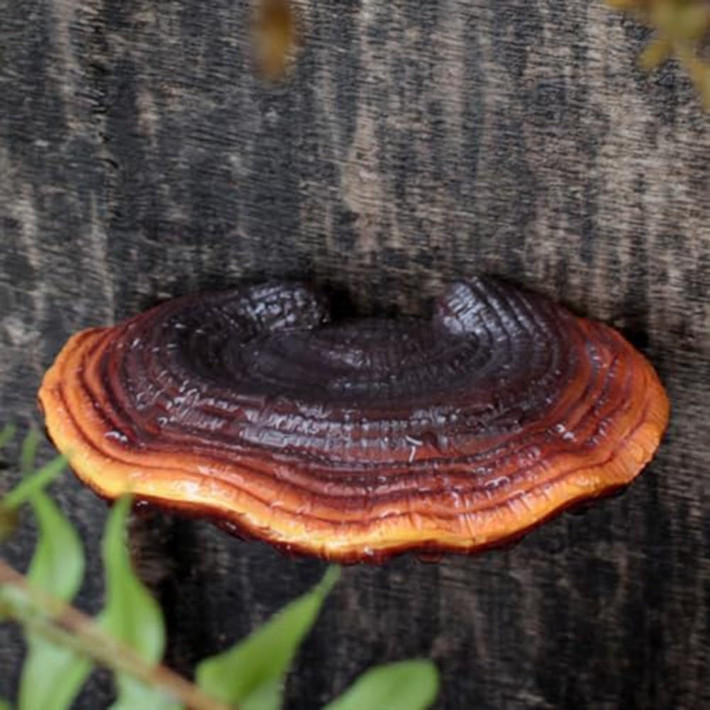 Mushroom Shelf Wall Decor Small Wall Shelf Corner Wall Decor Resin / Set of 5