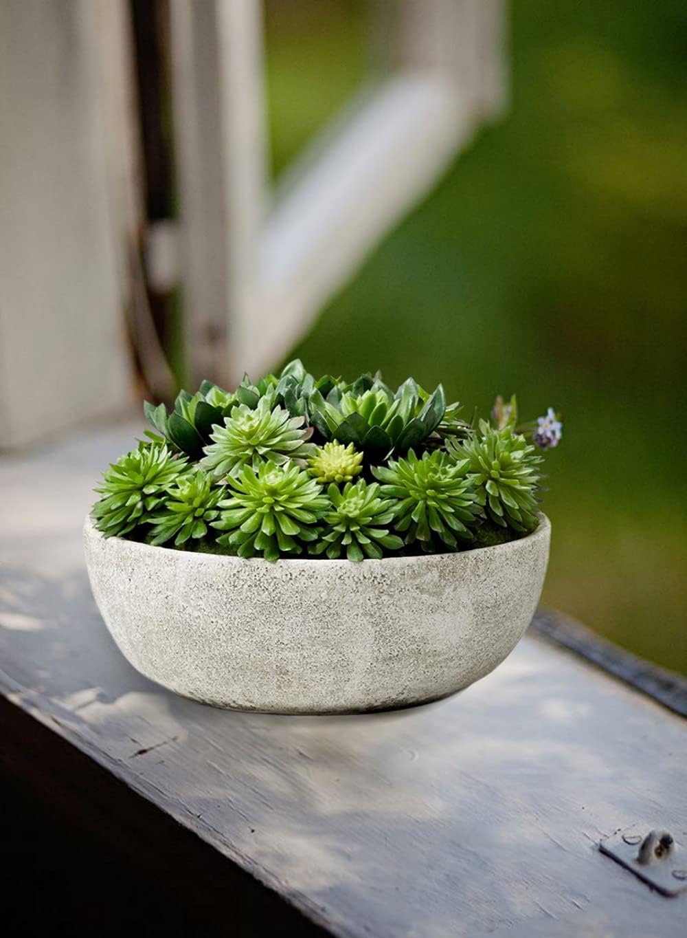 Real Looking Succulent / Echeveria Succulent Mix In Bowl