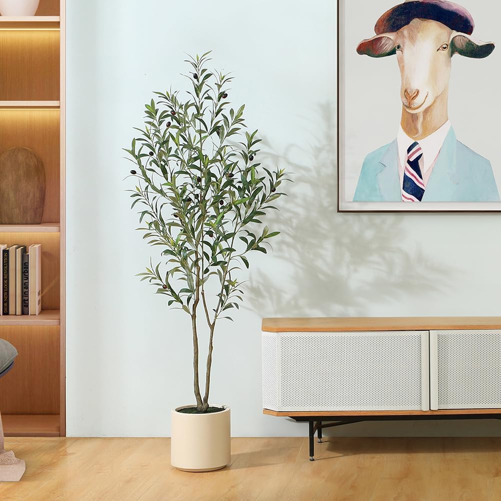 Large Olive Plants / 5ft