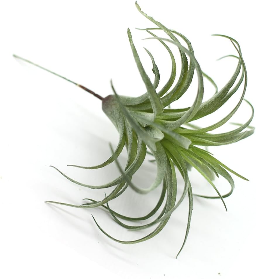 Artificial Flocking Tillandsia Air Plants Faux Succulents Bromeliads / Small / Set of 2