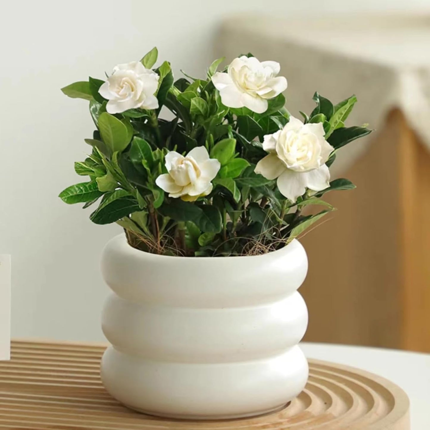 Ceramic Plant Pot Indoor / Beige / 6.5inch