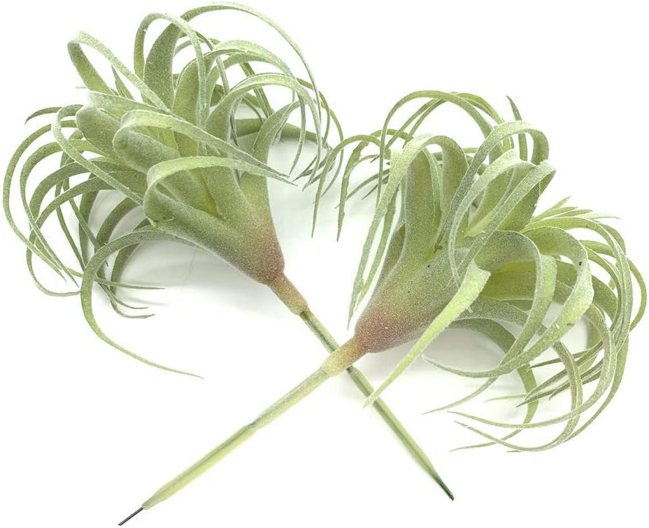 Artificial Succulents Plants Real Touch Lifelike Succulants Plants / Flocking Air Plant / Set of 2