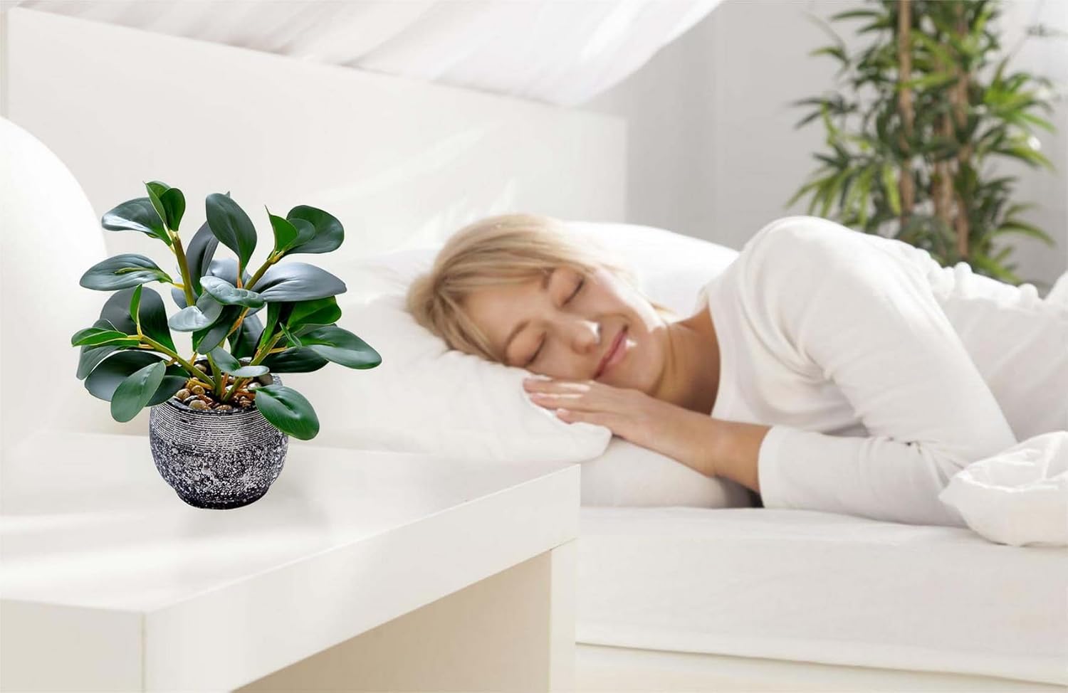 Rustic Cement Planter / Ficus Plant / Black