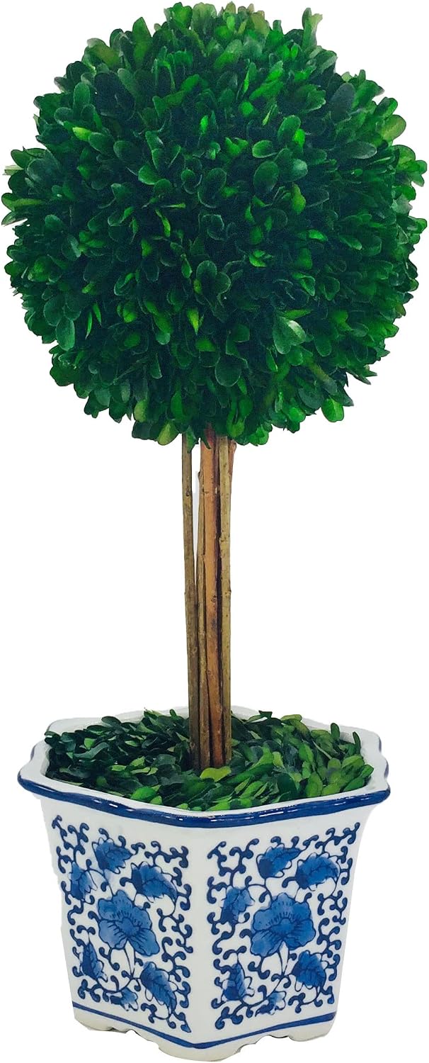 Naturally Preserved Boxwood Ball Topiary Tree in Hand / Hexagonal Pot Large 19" Topiary / Blue