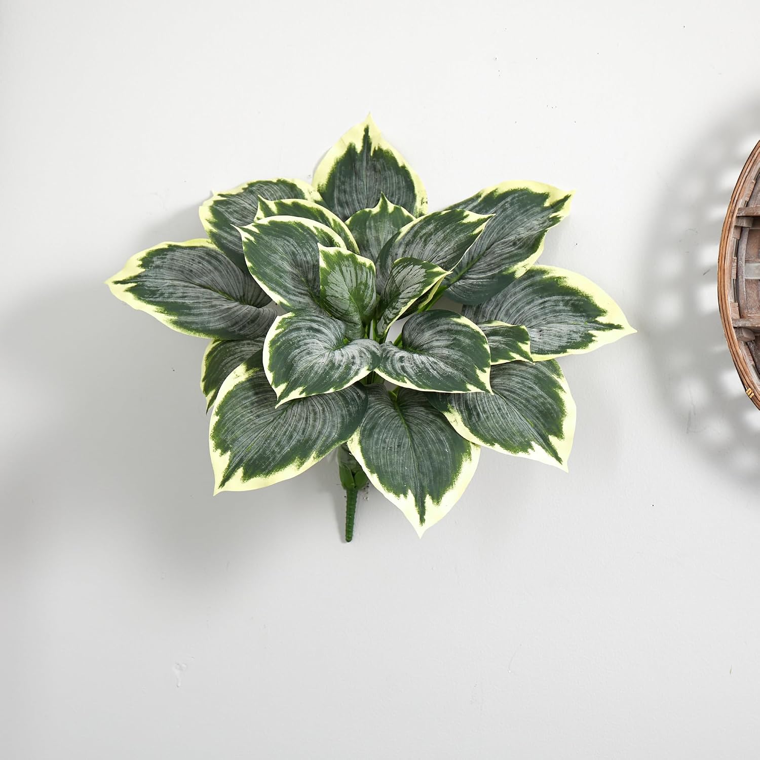 Variegated Hosta Artificial Plant / Set of 6