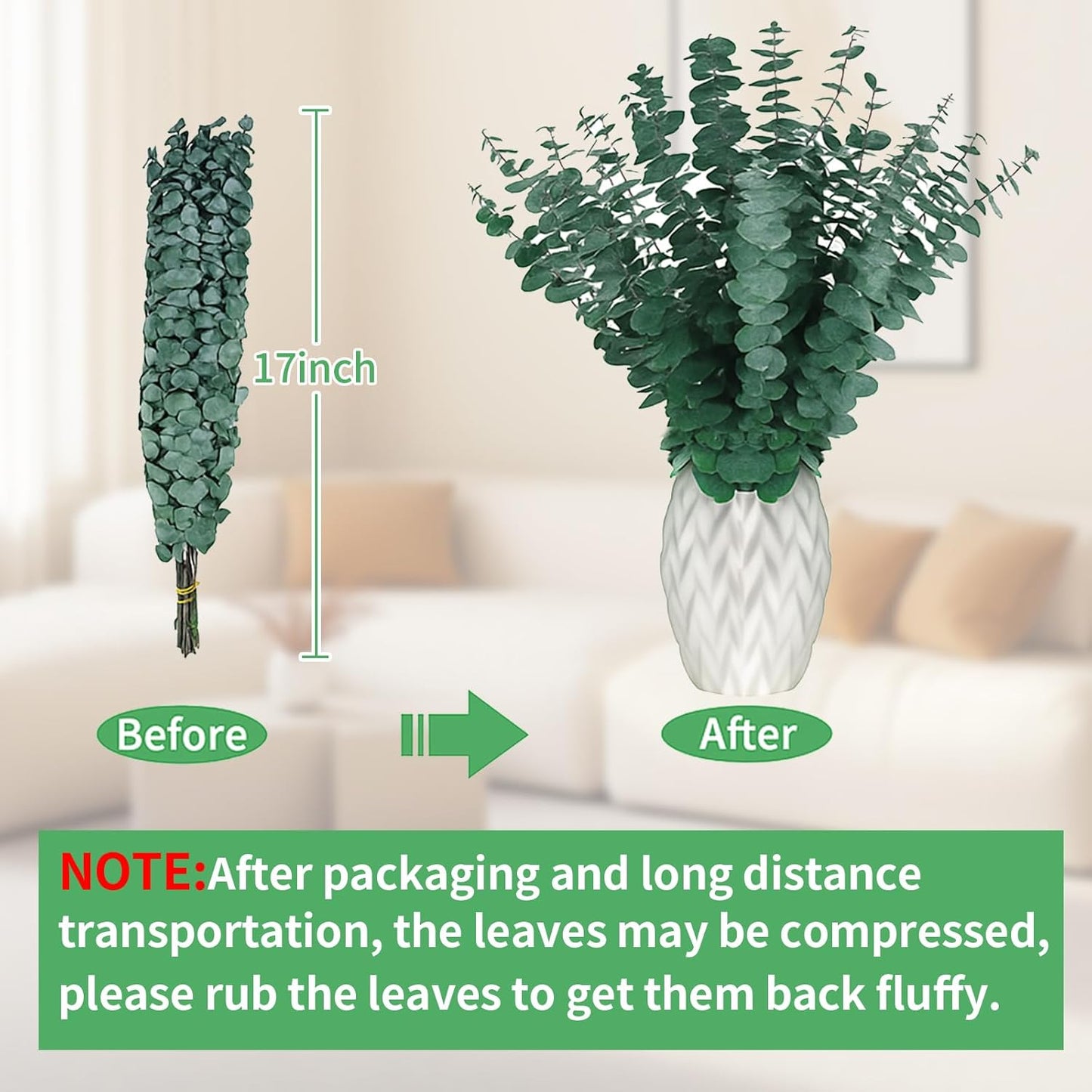 17'' Real Eucalyptus Stems 100% Fresh Leaves Hanging / Dried Eucalyptus Bundle / Natural / Set of 12