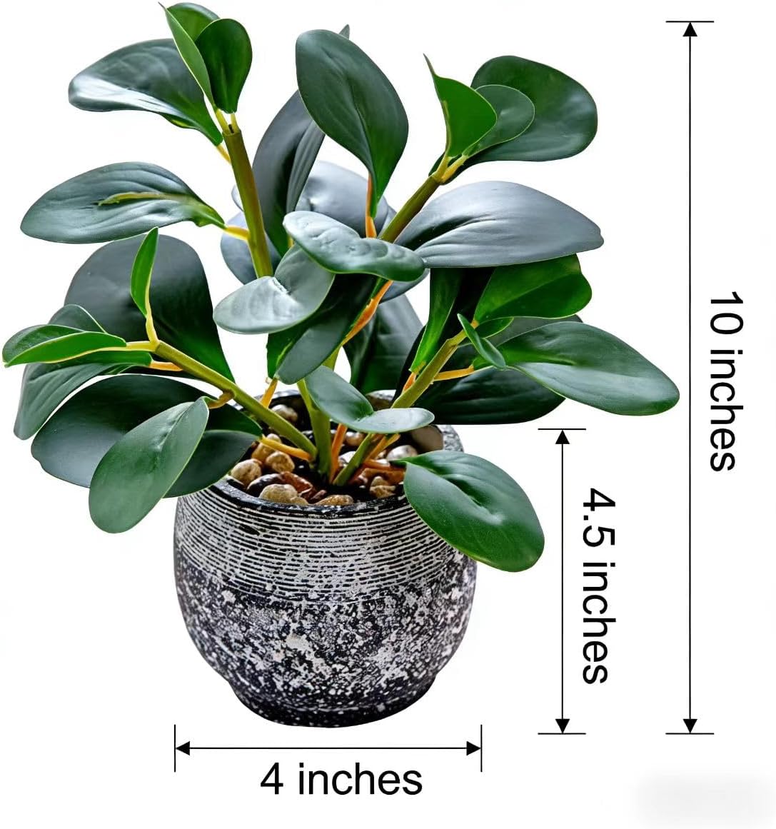 Rustic Cement Planter / Ficus Plant / Black
