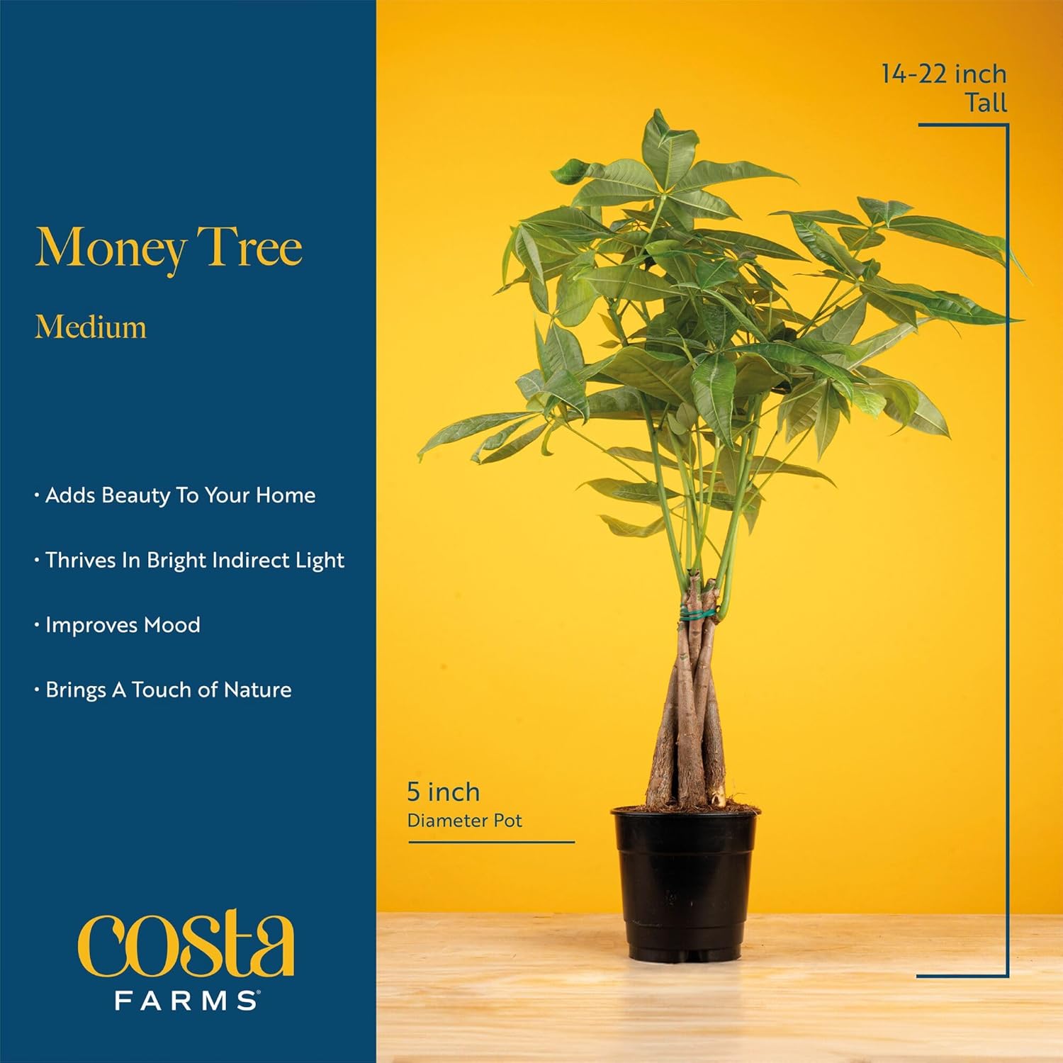 Money Tree Live Indoor Bonsai-Style Plant / Money Tree, Medium In Decorative Plant Pot / 16 Inch