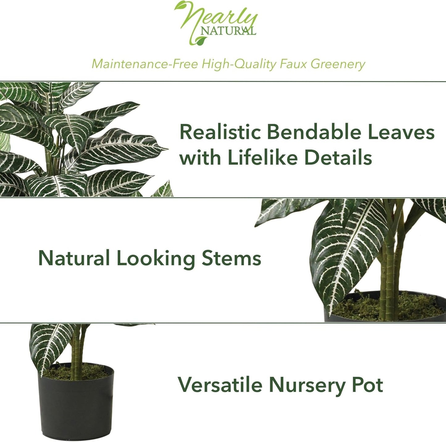 Zebra Silk Plant / 3 Inch