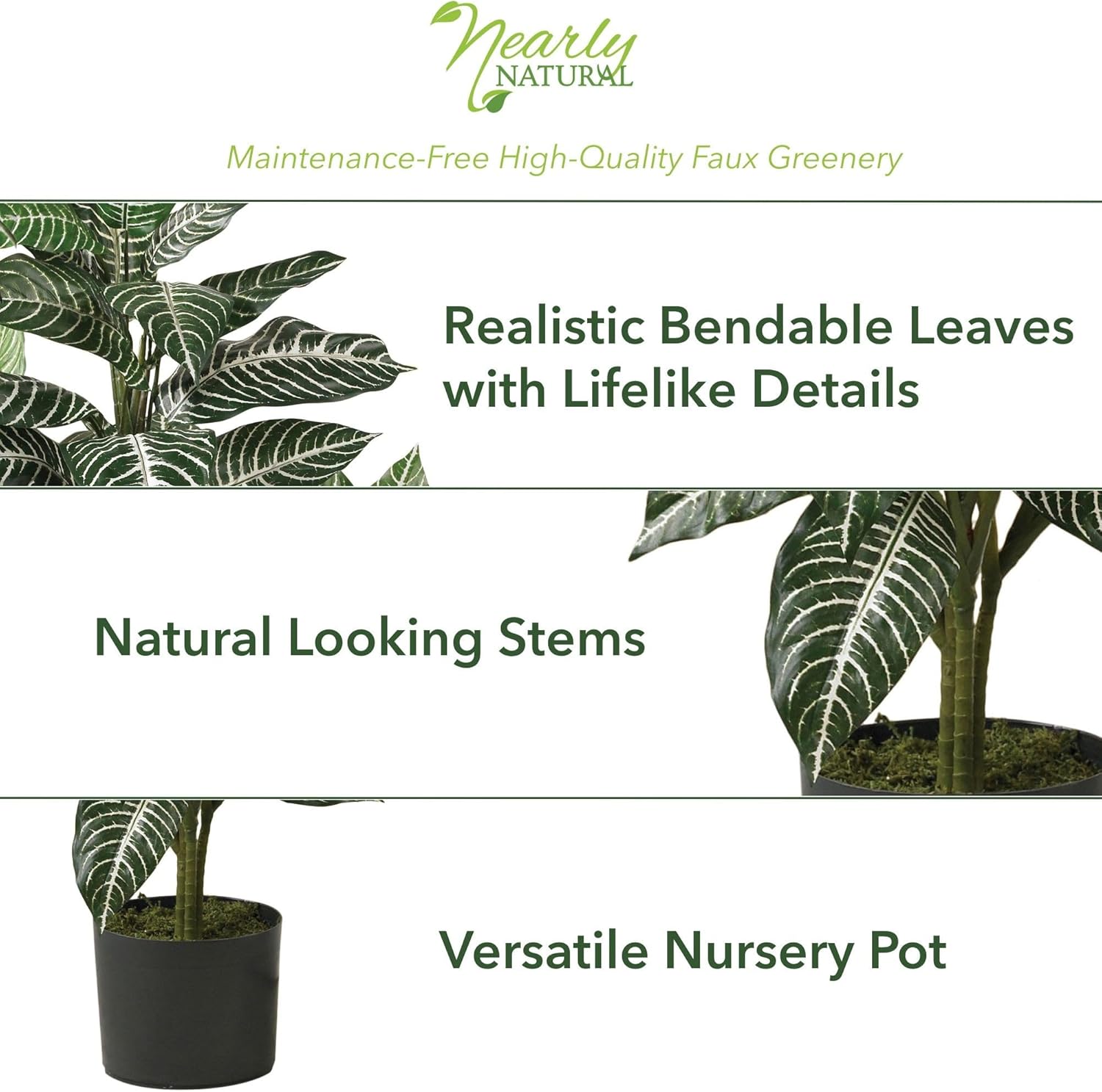 Zebra Silk Plant / 3 Inch
