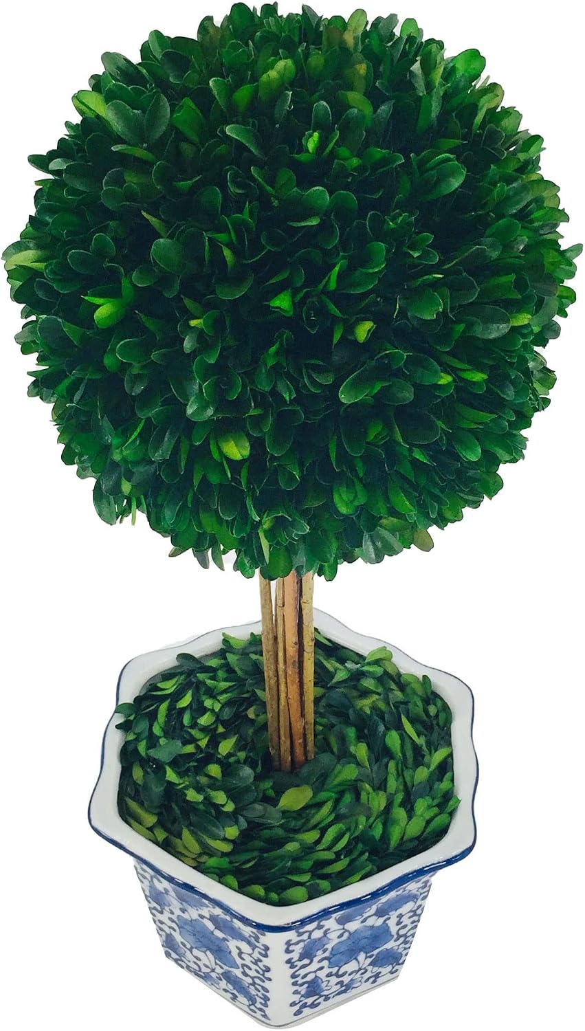 Naturally Preserved Boxwood Ball Topiary Tree in Hand / Hexagonal Pot Large 19" Topiary / Blue