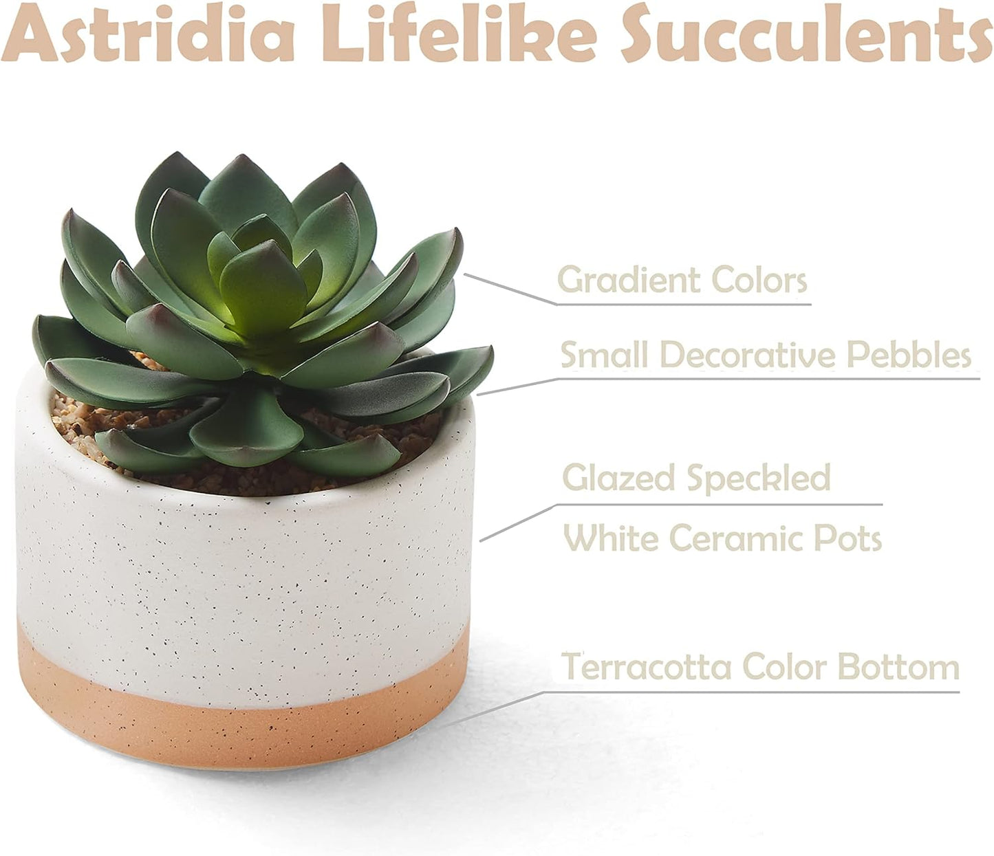 Artificial Succulent Plants in Ceramic Pots / Burlywood