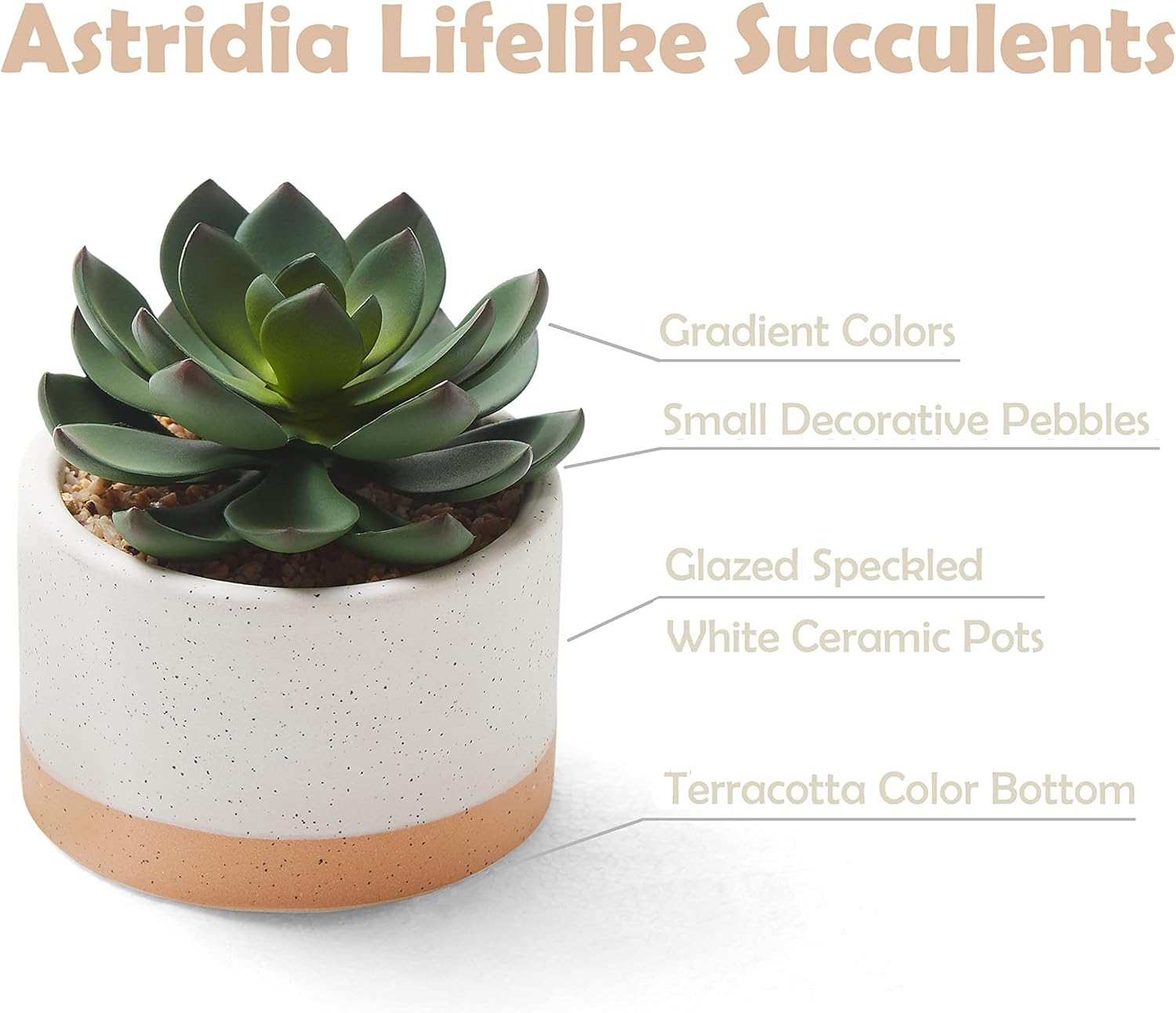 Artificial Succulent Plants in Ceramic Pots / Burlywood