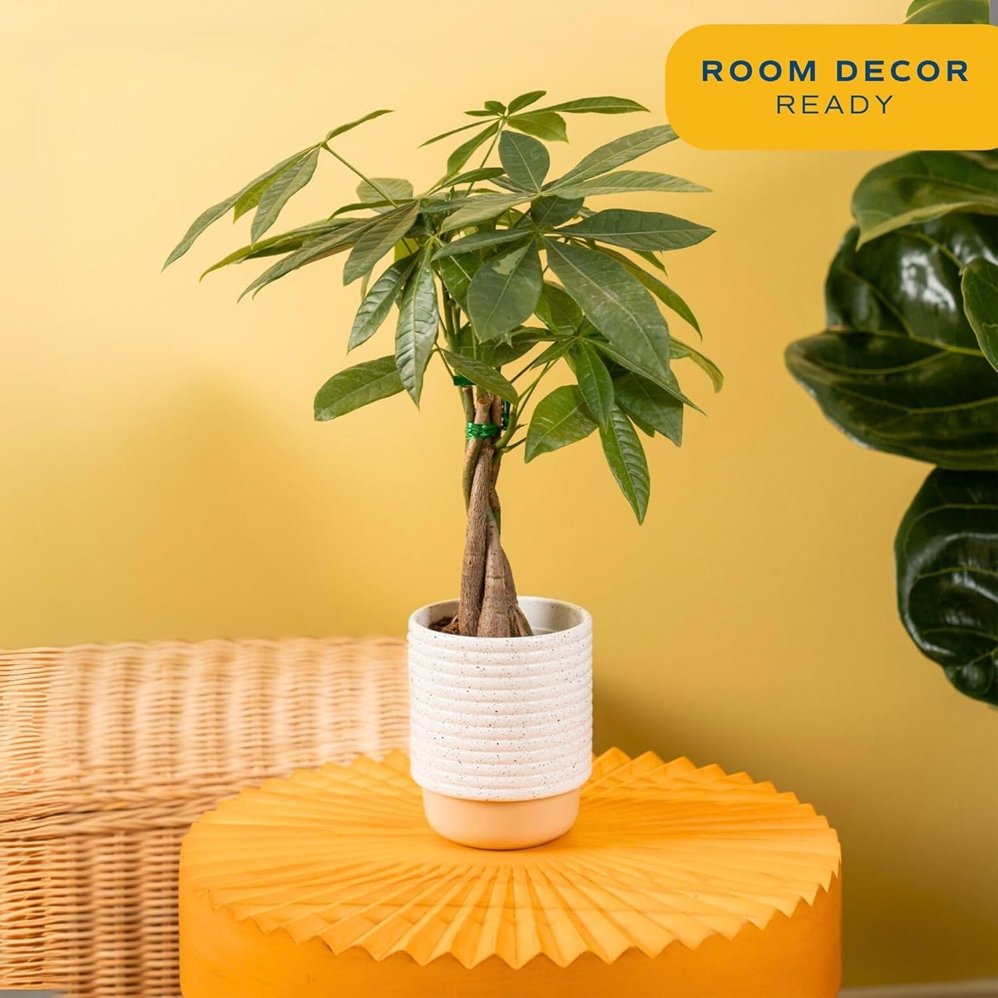 Money Tree Live Indoor Bonsai-Style Plant / Money Tree, Medium In Decorative Plant Pot / 16 Inch