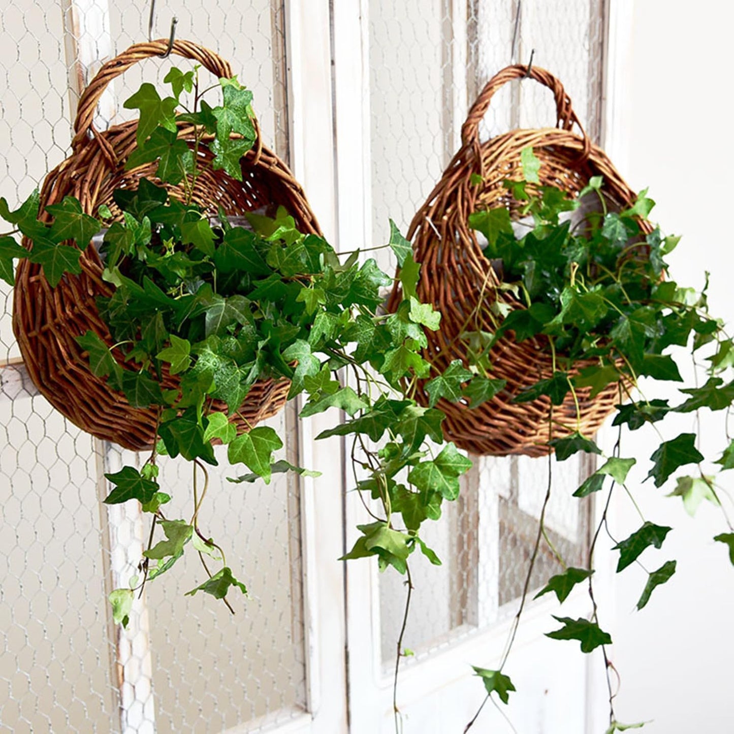 Handmade Wicker Hanging Basket for Plant Wall Mount Rattan Chlorophytum Comosum Hanging / Medium