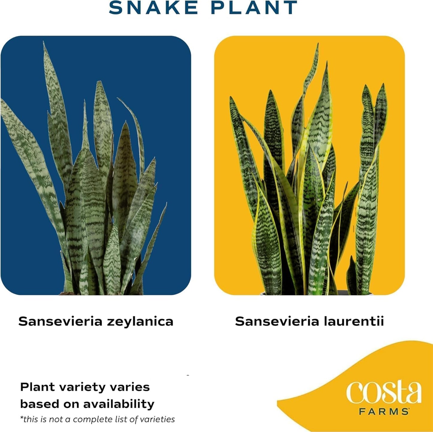 Snake Plant / Snake Plant, Medium , In Decorative Planter Pot