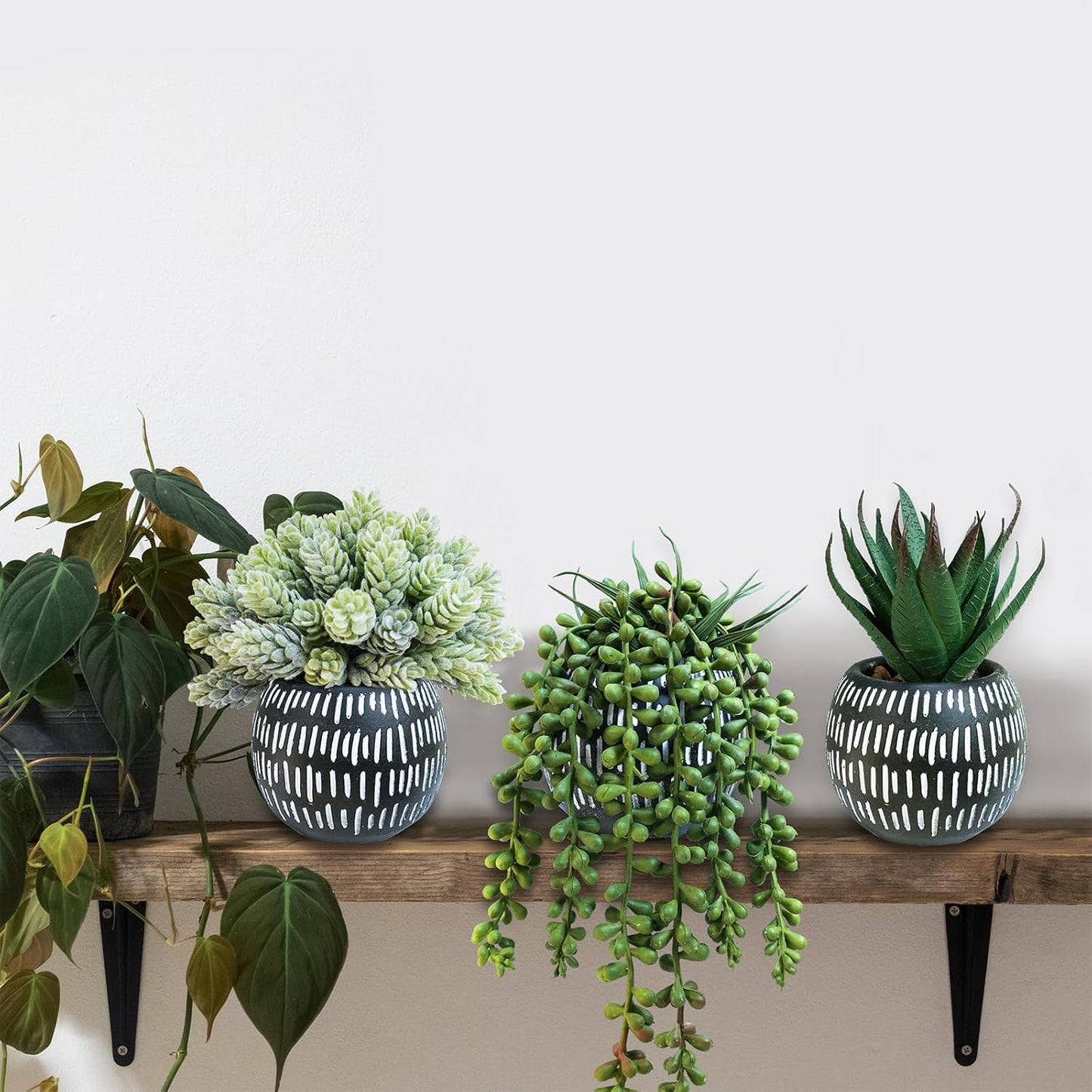 Small Artificial Succulent Potted Plants Faux Aloe Hops Hanging Succulent / Black Pot / Set of 3