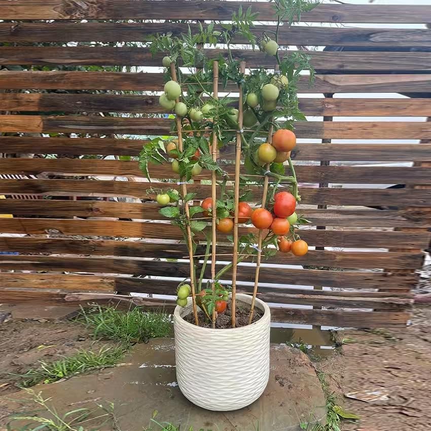 Natural Bamboo Trellis, 4Feet,3Pack,Fan-Shaped Plant Support Trellis for Outdoor and Indoor Potted Climbing