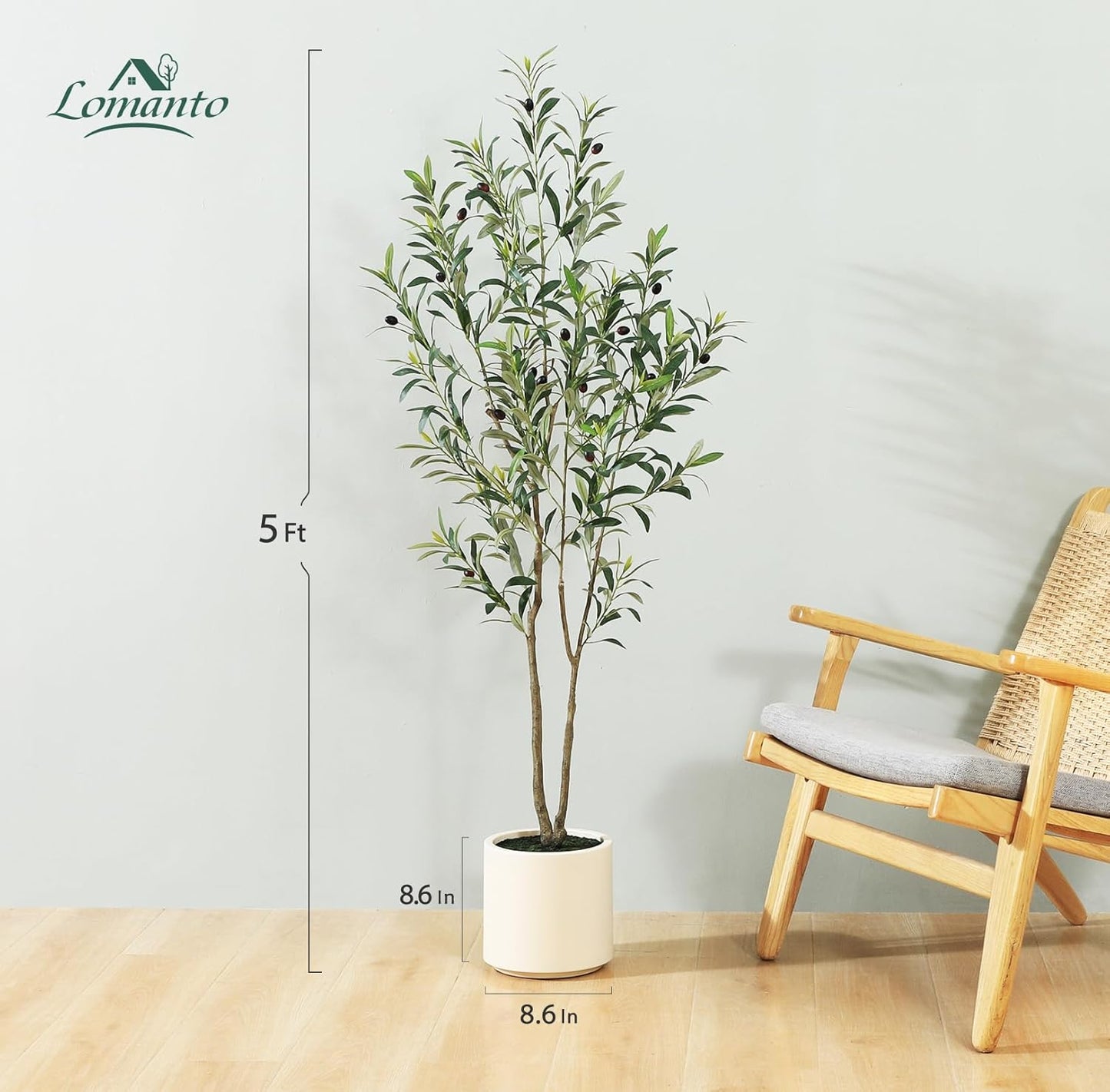 Large Olive Plants / 5ft
