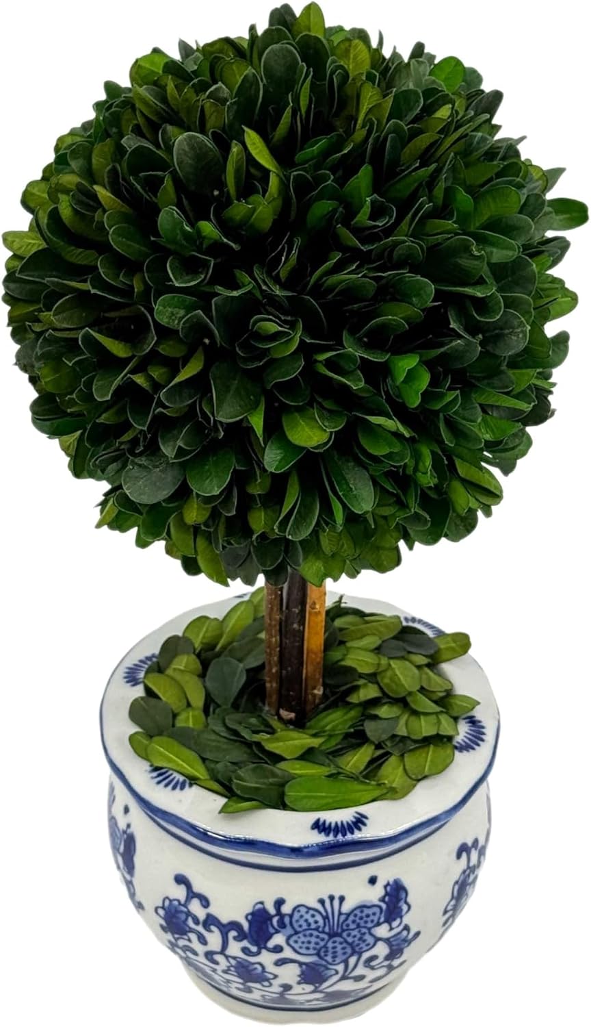 Naturally Preserved Boxwood Ball Topiary Tree in Round Hand / Round Pot Small 11" Topiary / Blue