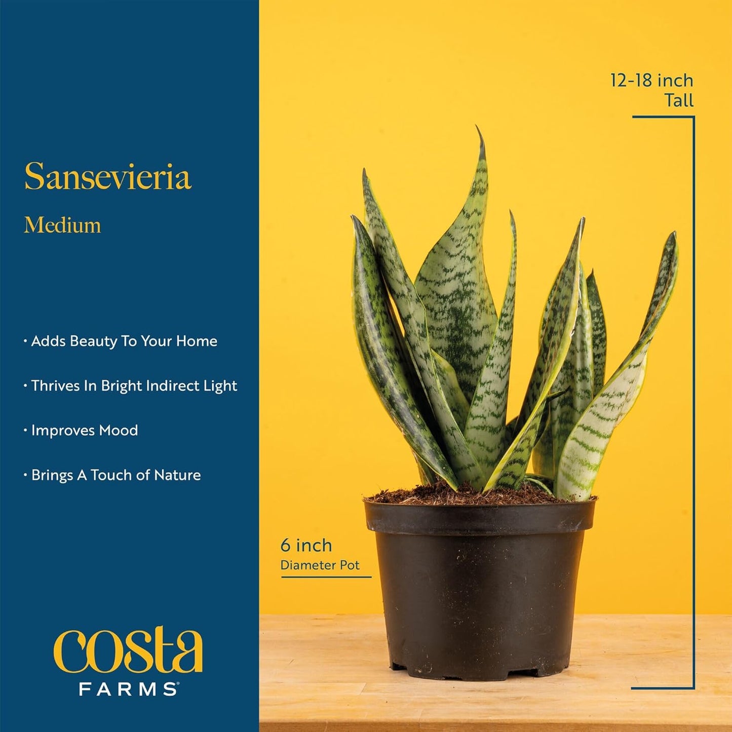 Snake Plant / Snake Plant, Medium , In Decorative Planter Pot