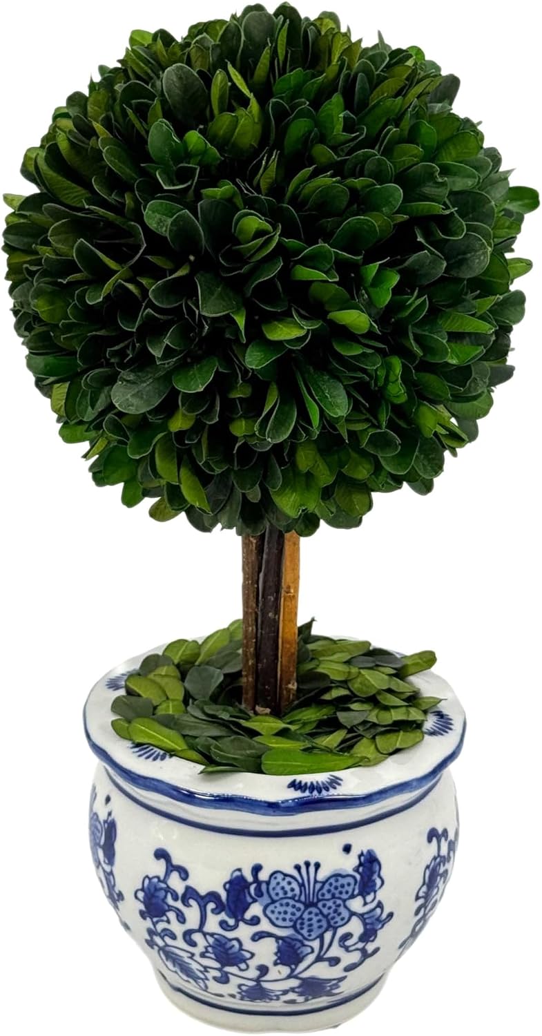 Naturally Preserved Boxwood Ball Topiary Tree in Round Hand / Round Pot Small 11" Topiary / Blue