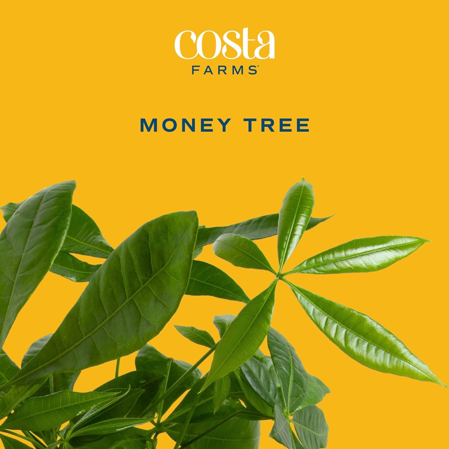 Money Tree Live Indoor Bonsai-Style Plant / Money Tree, Medium In Decorative Plant Pot / 16 Inch