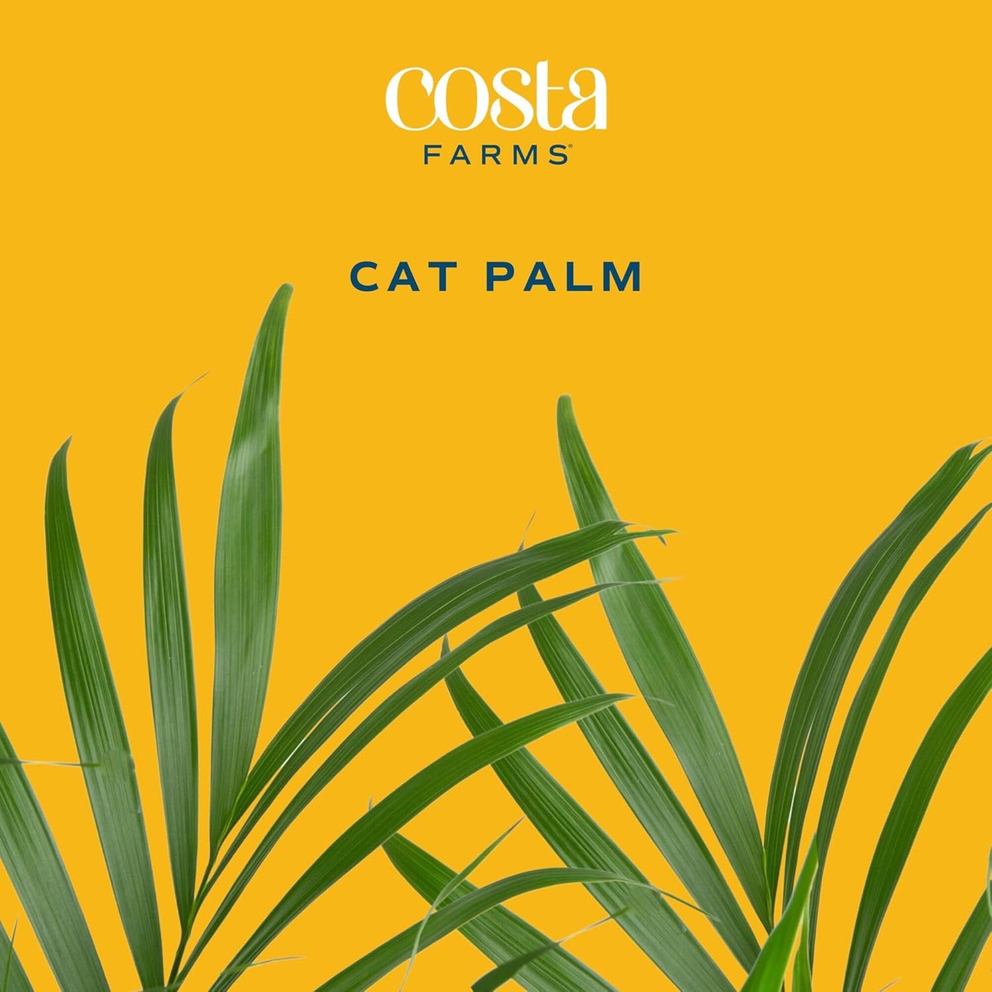Cat Palm Live Plant in Decorative Pot / Palm, Large , In Decorative Plant Pot