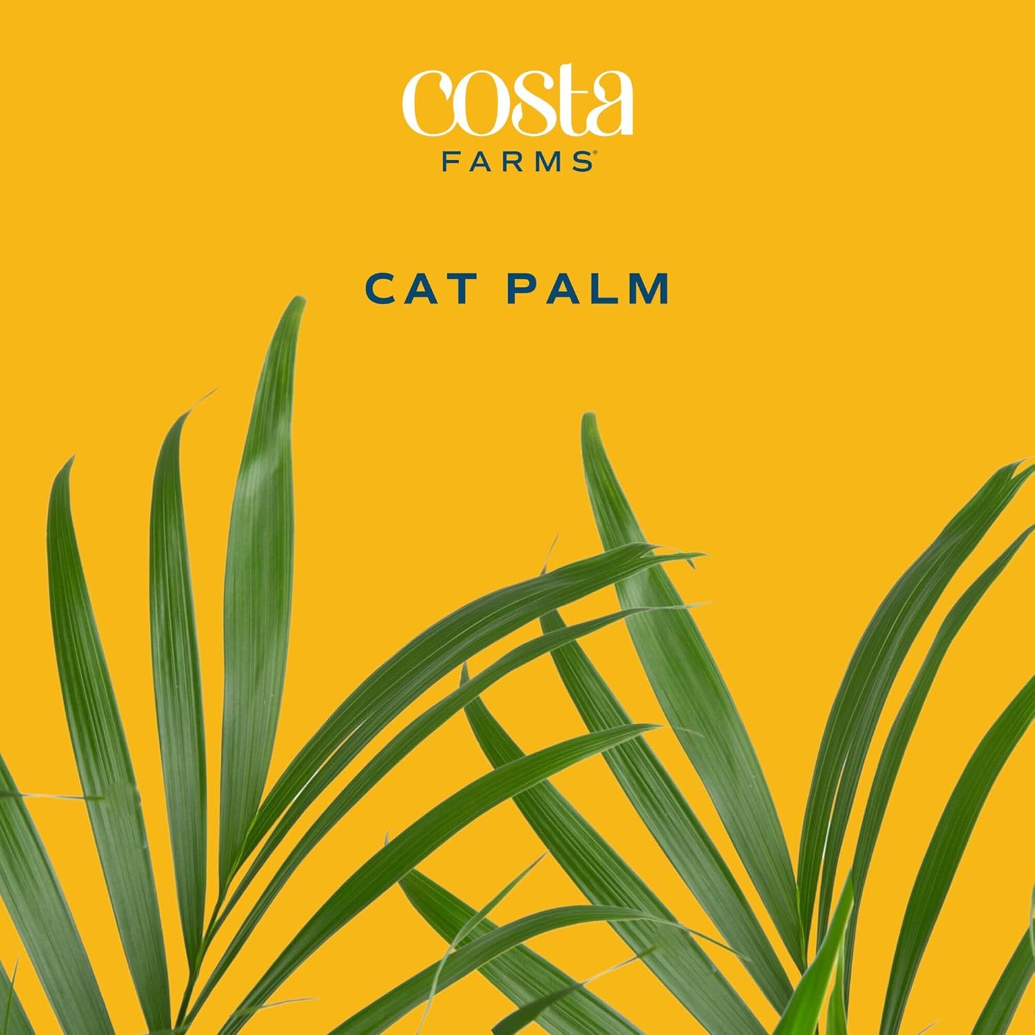 Cat Palm Live Plant in Decorative Pot / Palm, Large , In Decorative Plant Pot