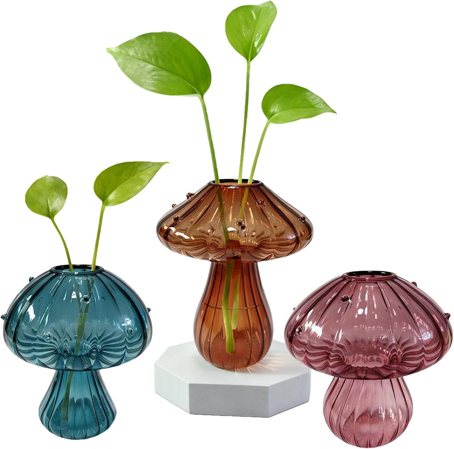 Glass Mushroom Propagation Planter / Set of 3