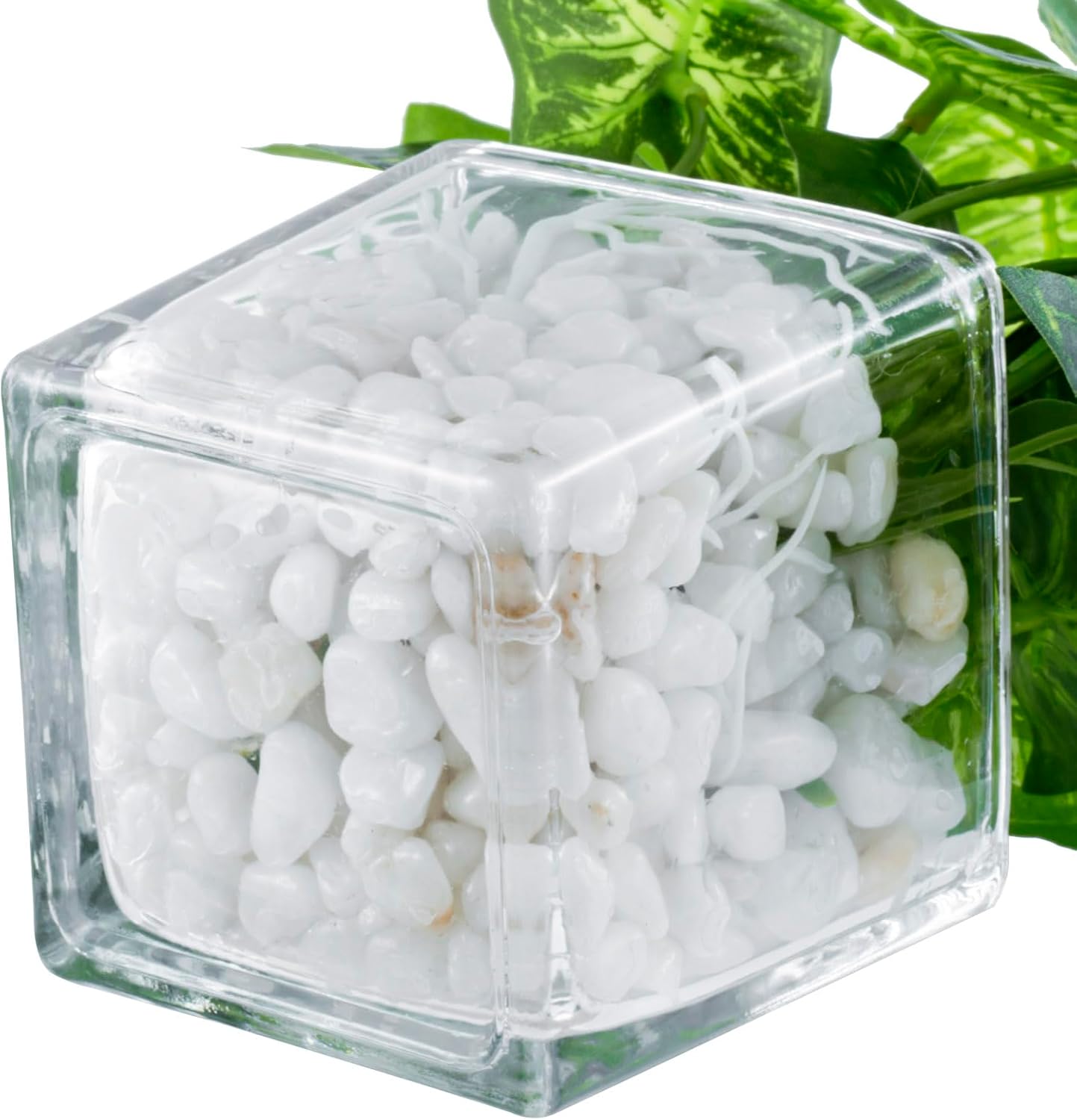 Artificial Clover and Taro Plants in Glass Vase / Clear / Set of 3