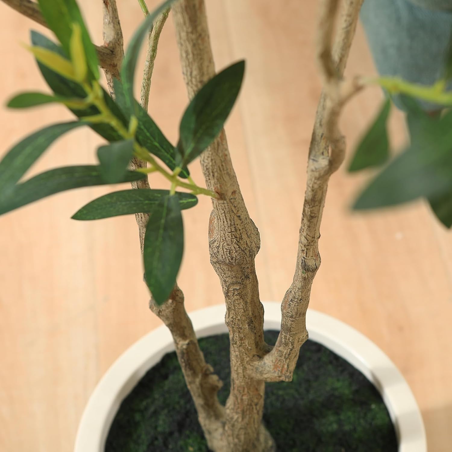 Large Olive Plants / 5ft