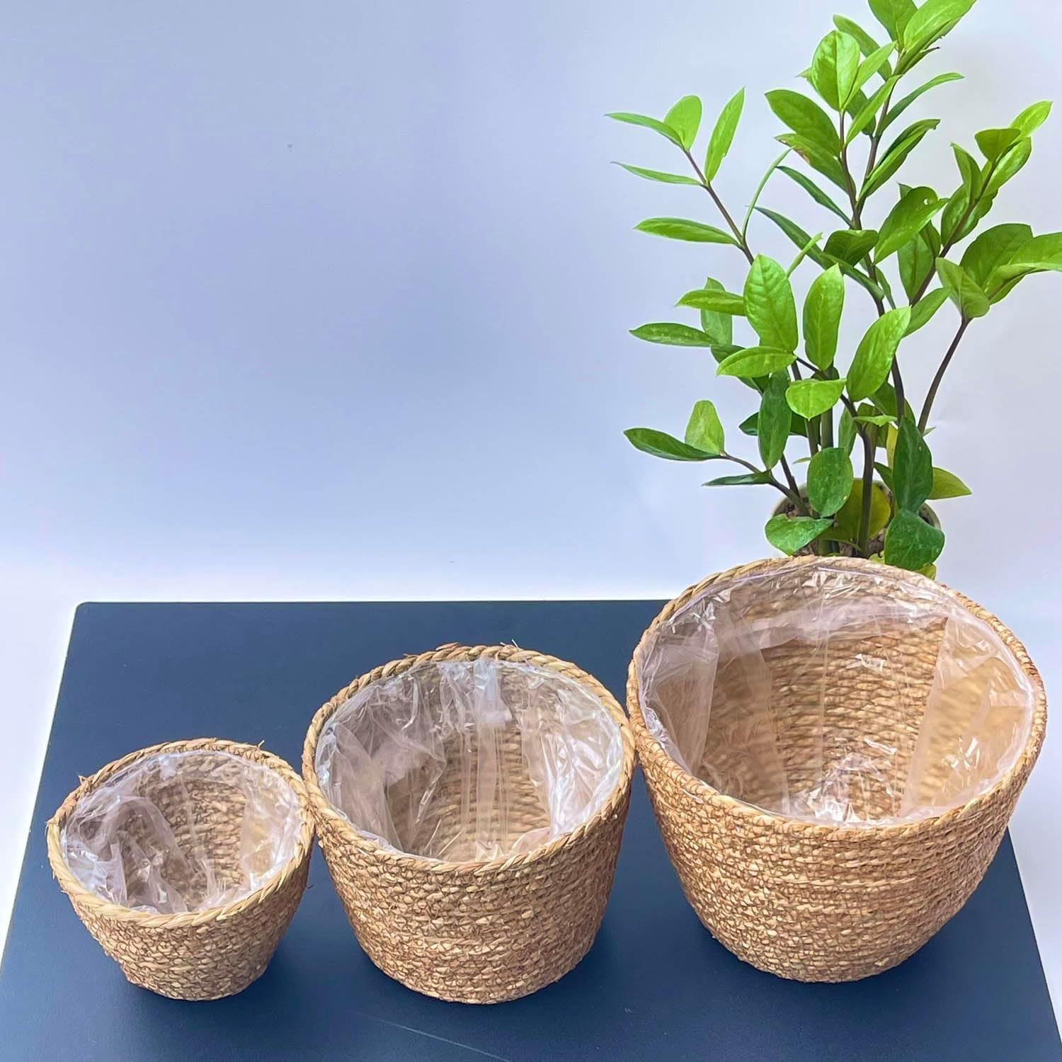 Woven Seagrass Plant Basket Without Handles / Without Handers / Natural / Set of 3