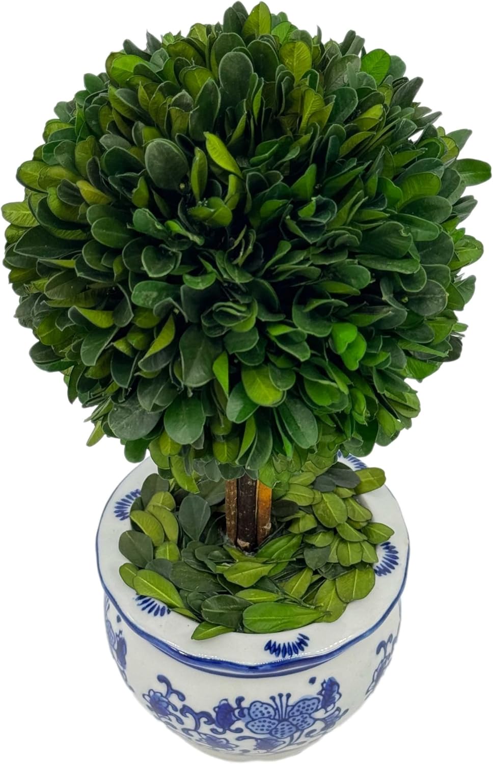 Naturally Preserved Boxwood Ball Topiary Tree in Round Hand / Round Pot Small 11" Topiary / Blue