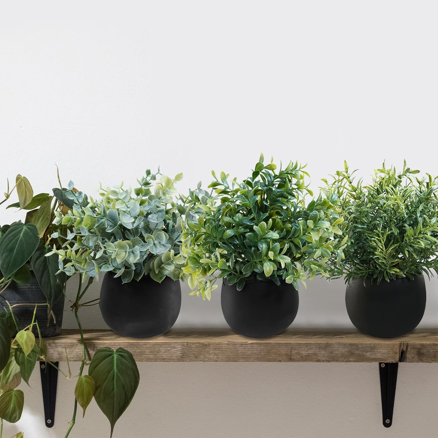 Small Potted Faux Plants 8" Artificial Eucalyptus Rosemary Boxwood Plants / Black Pots / Set of 3