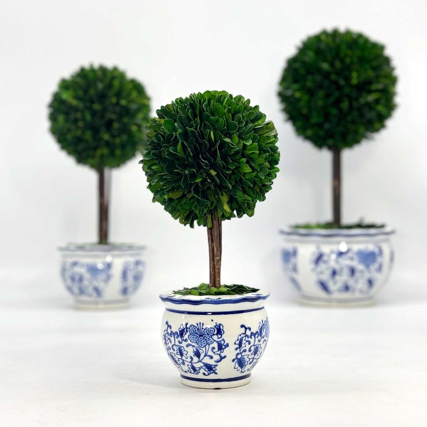 Naturally Preserved Boxwood Ball Topiary Tree in Round Hand / Round Pot Small 11" Topiary / Blue