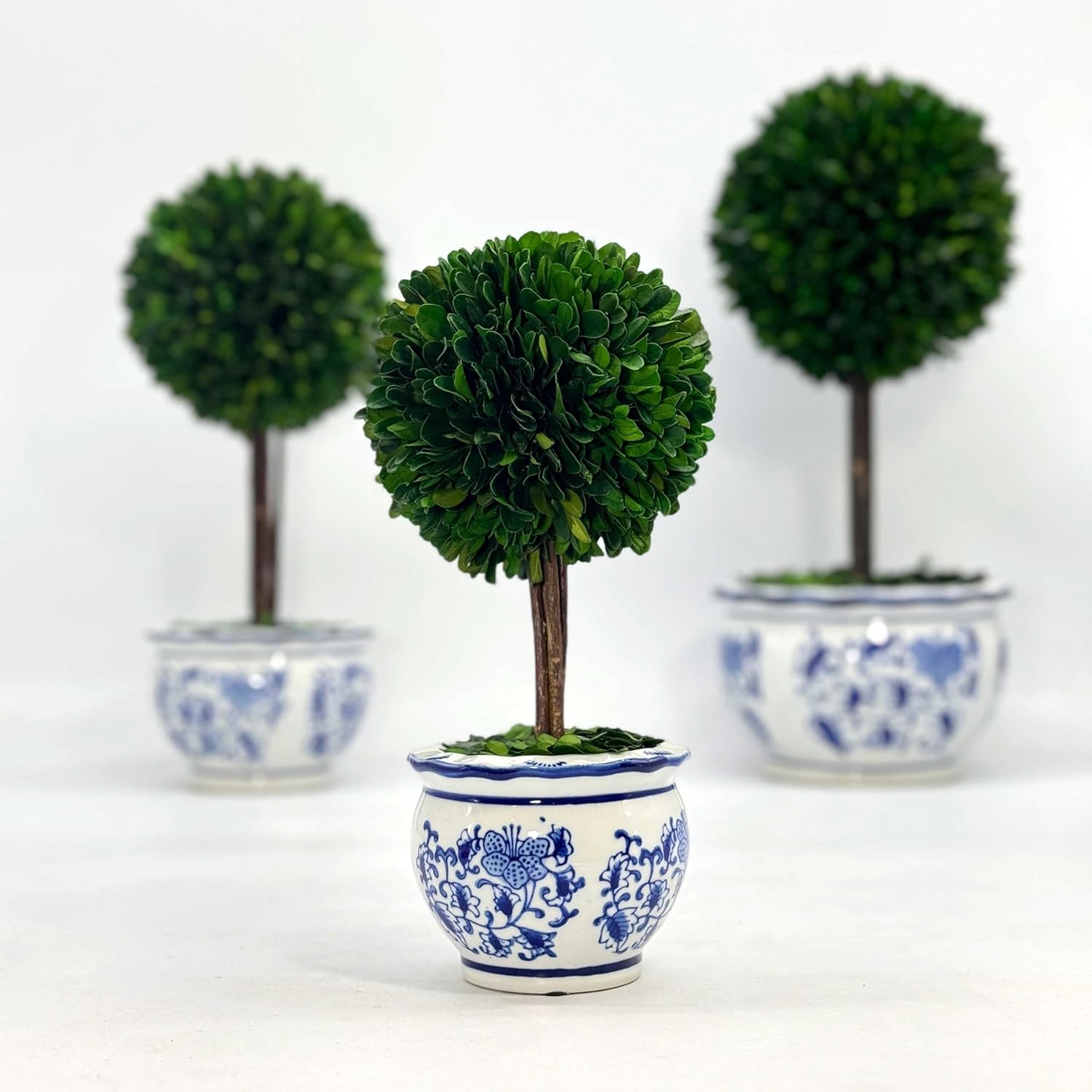 Naturally Preserved Boxwood Ball Topiary Tree in Round Hand / Round Pot Small 11" Topiary / Blue
