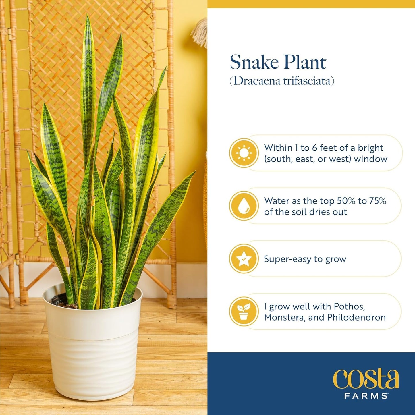 Snake Plant / Snake Plant, Medium , In Decorative Planter Pot