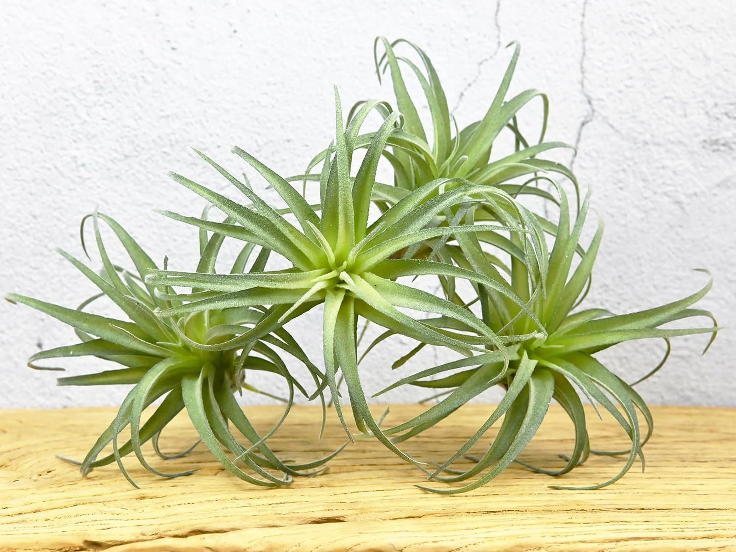 Fake Artificial Tillandsia Air Plants / Green / Set of 4