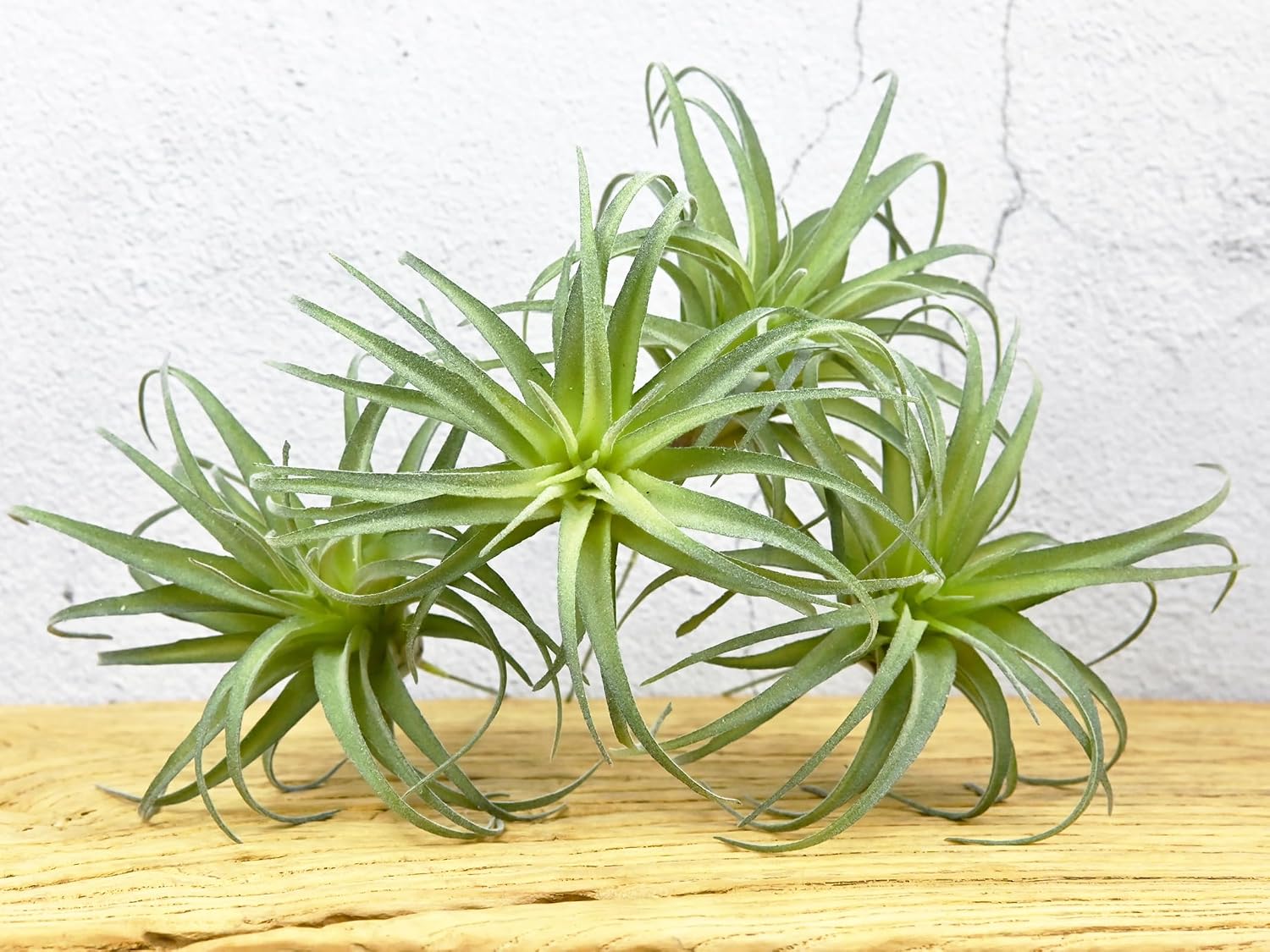 Fake Artificial Tillandsia Air Plants / Green / Set of 4