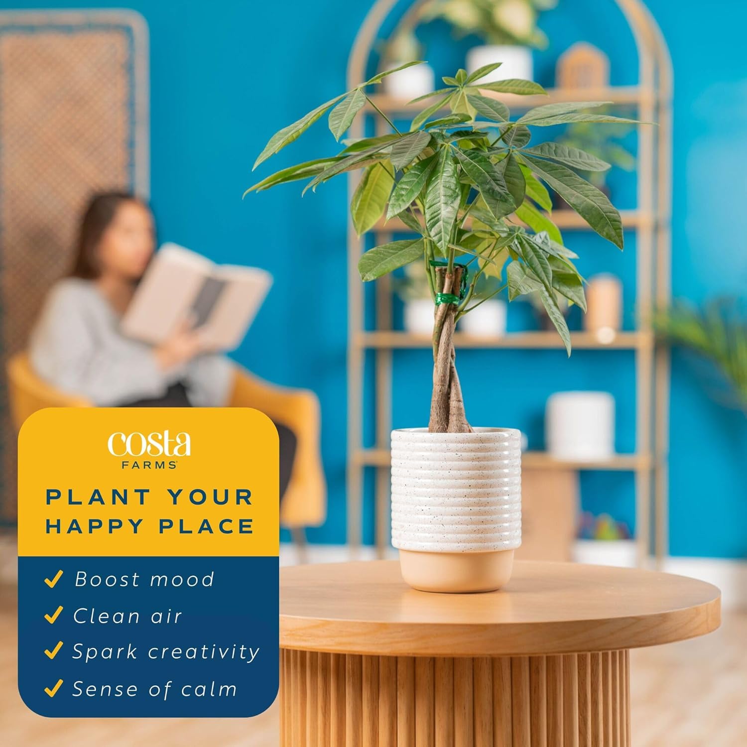 Money Tree Live Indoor Bonsai-Style Plant / Money Tree, Medium In Decorative Plant Pot / 16 Inch