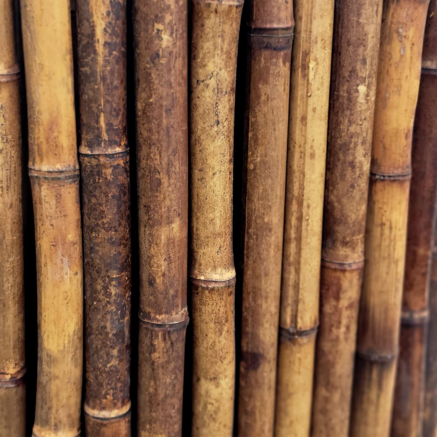Bamboo Fencing Panel Roll / Caramel Brown / 0.75 In D x 72 In H x 96 In L