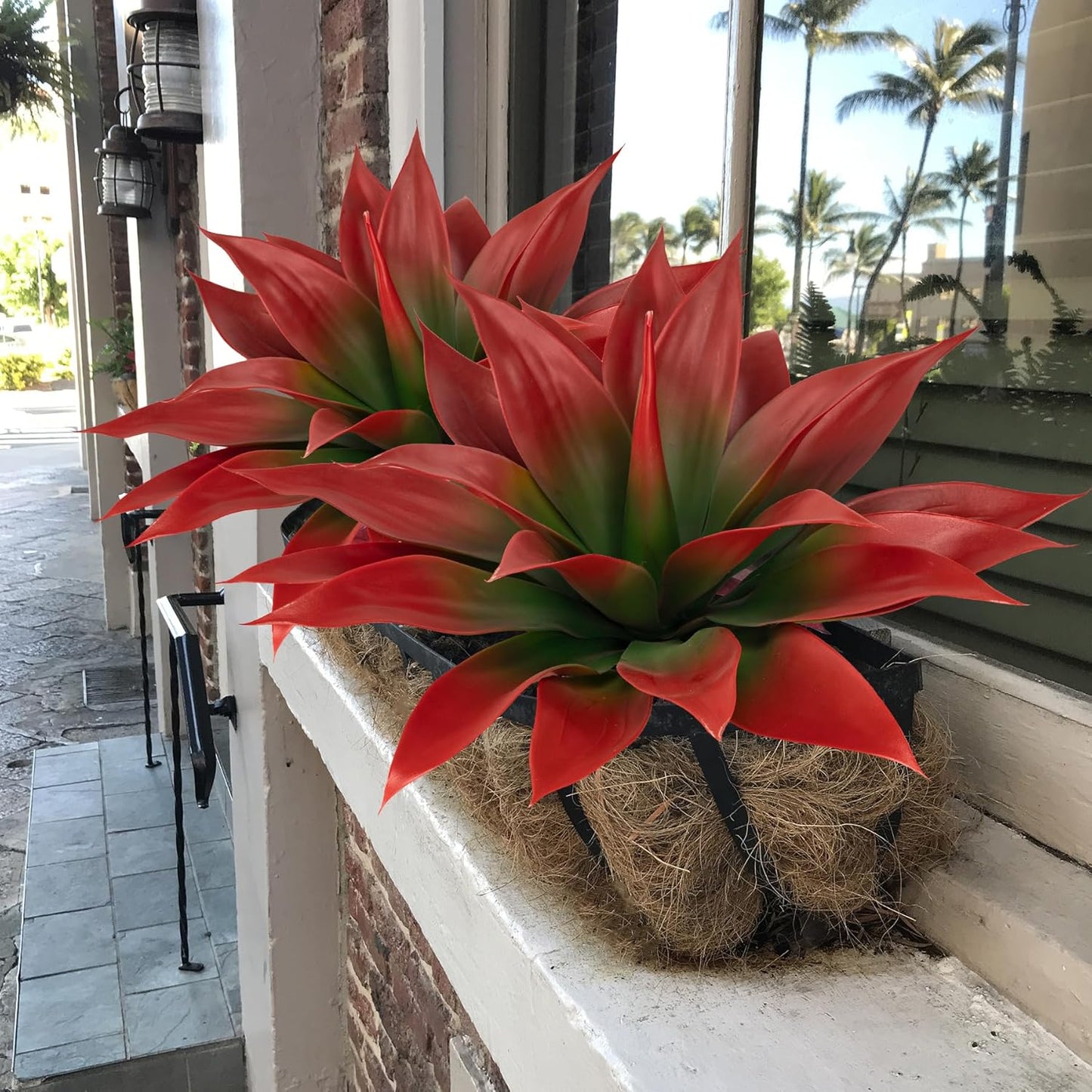 Artificial Agave Plants / Wine Red
