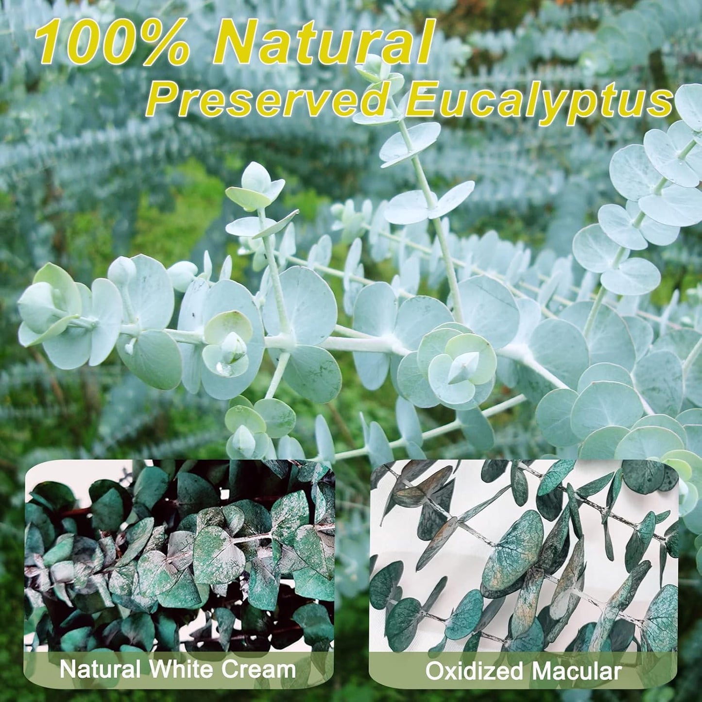 Preserved-Dried-Eucalyptus-Branches / Green / Set of 16