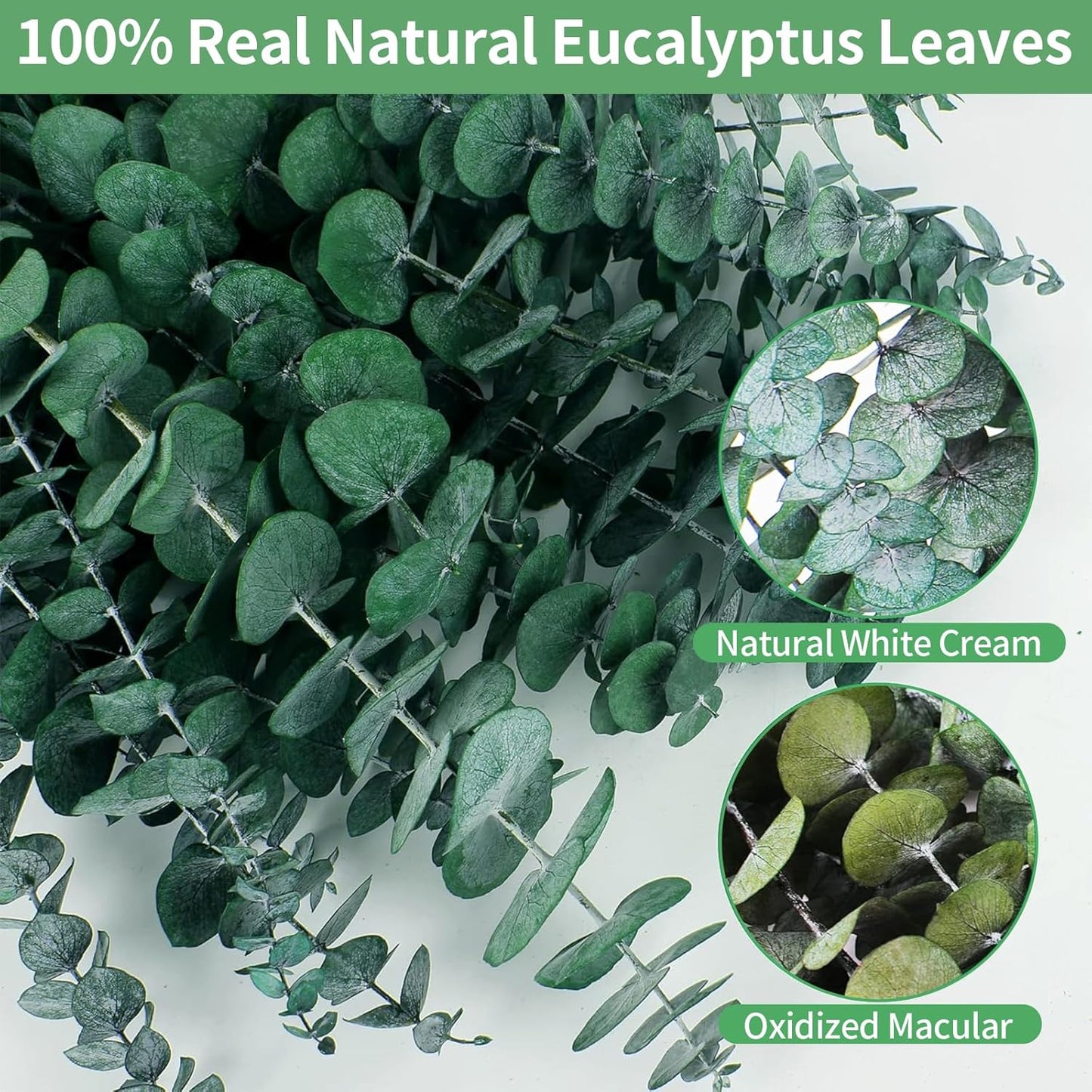 17'' Real Eucalyptus Stems 100% Fresh Leaves Hanging / Dried Eucalyptus Bundle / Natural / Set of 12
